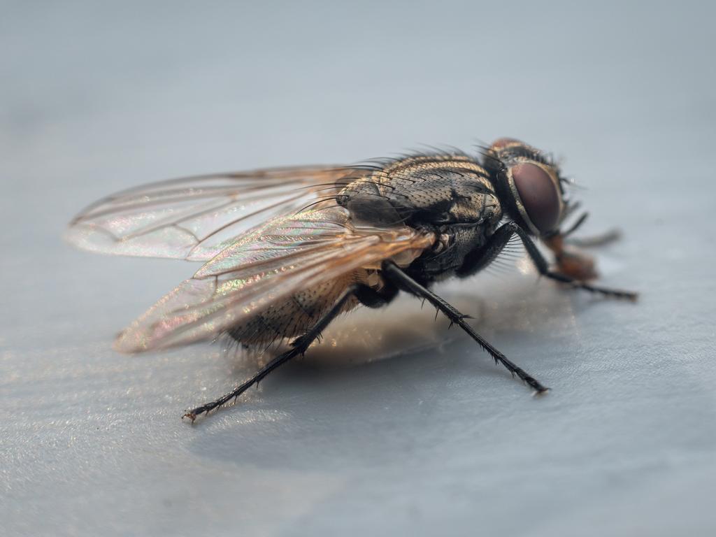 The influx of flies will likely continue well into next year. Picture: Supplied