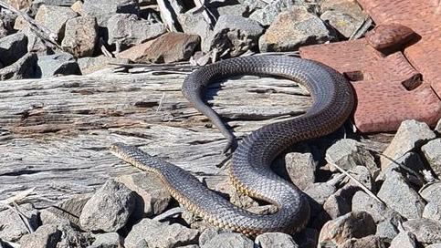 A snake spotted in Casey Fields, Cranbourne East. Picture: Casey Crime Page