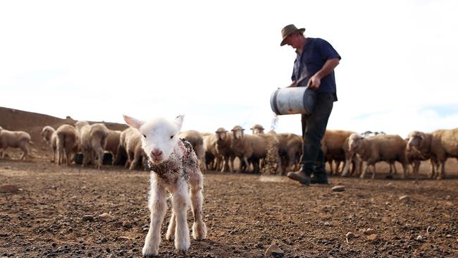 Farmer Les Jones on his property at Goolhi with the remaining sheep in his flock. Picture: Sam Ruttyn