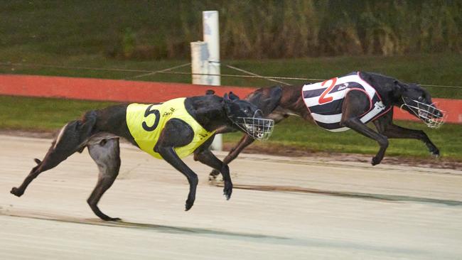 5- Profit Plan beats My Bro Bob in race 4 at the Grafton Greyhounds. Photo: Adam Hourigan