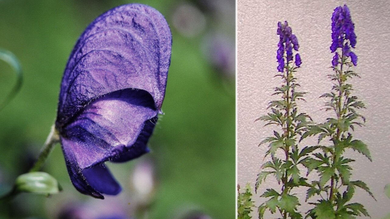 Monkshood – Aconitum napellus. Picture: Schnobby