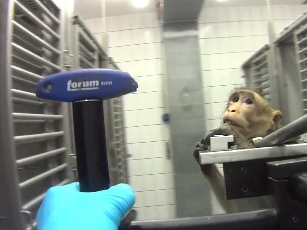 The Hamburg Higher Administrative Court allowed operations at the Hamburg location again in mid-July. Picture: Cruelty Free International/Newsflash/australscope