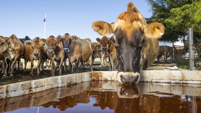 Competition for a shrinking national milk pool has pushed farm gate prices up 30 per cent. Picture: Lachie Millard