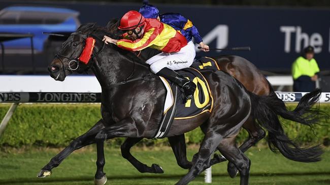 Chief Conductor can add another Canterbury win to his record on Wednesday. Picture: Bradley Photos