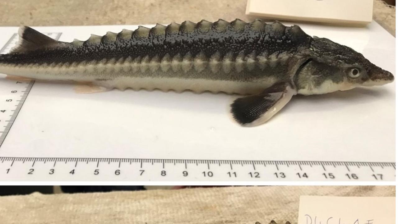 Scientists accidentally create new hybrid fish breed from sturgeon ...