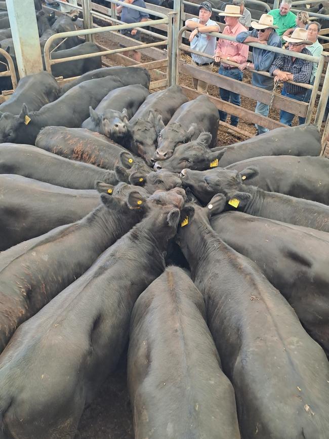 Angus heifers at the Wangaratta weaner sale.