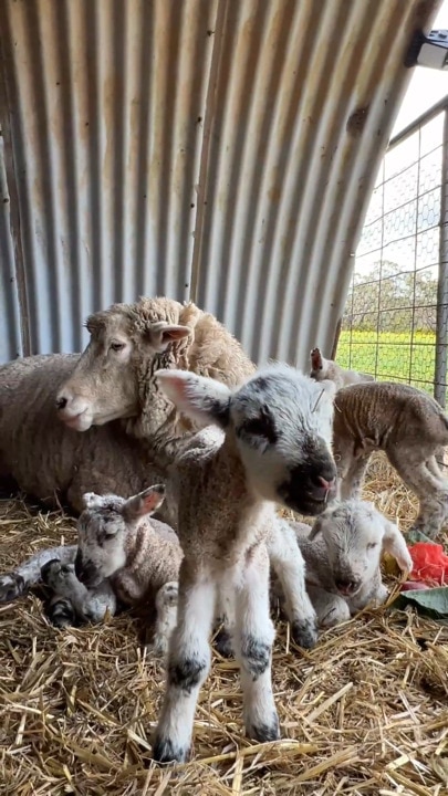 Why these lamb births are so rare and special