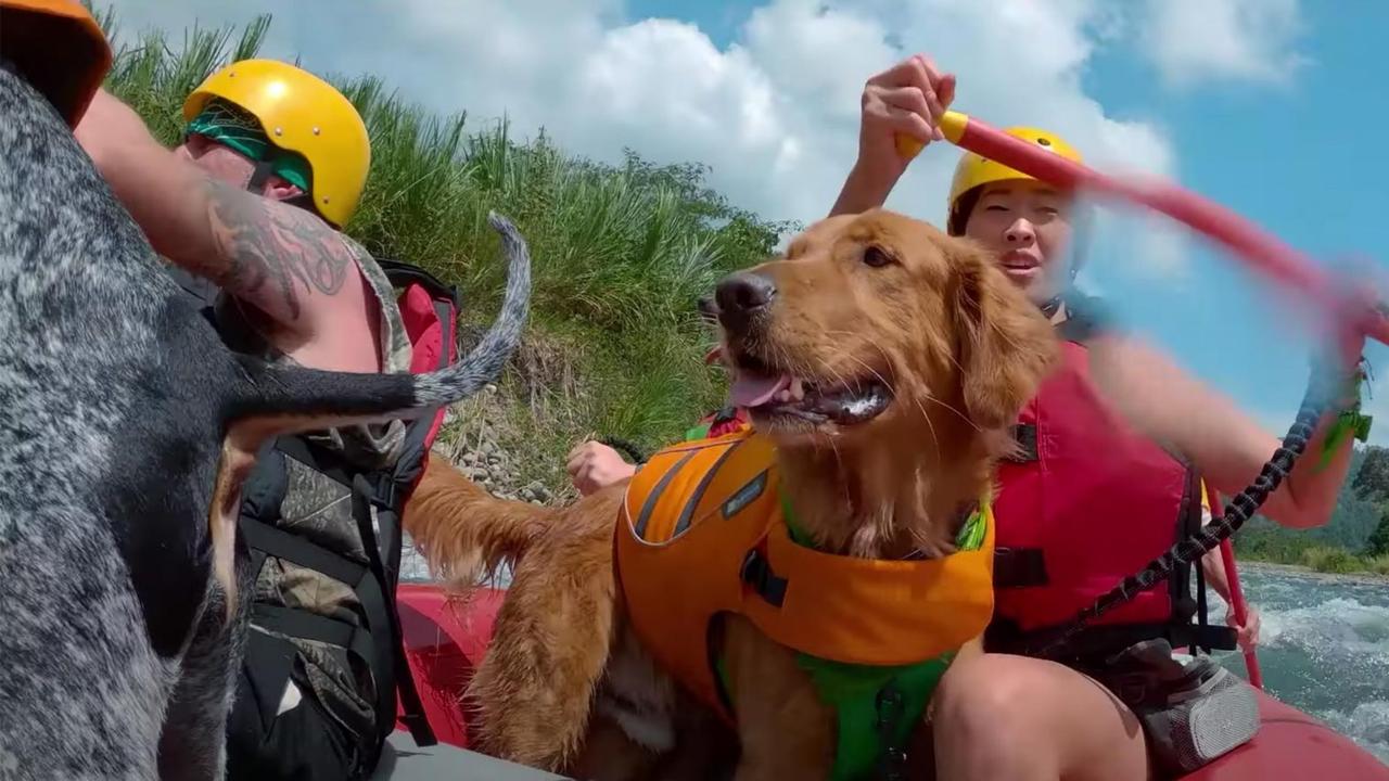 White water rafting with dogs? Yes please!