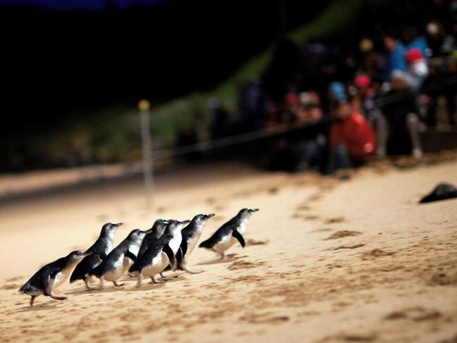 The penguins at Philip Island.