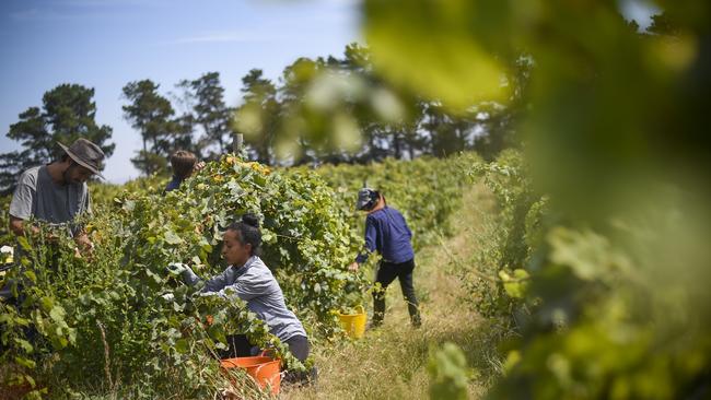 Seasonal workers pick Riesling grapes at Surveyor's Hill vineyard outside Canberra, Thursday, March 12, 2015. This years harvest is the earliest in over 40 years with experts attributing it partly to climate change. Scientists predicted earlier grape harvests several years ago when a team from the CSIRO and the University of Melbourne found that vintages were moving forward by 0.8 of a day each year. (AAP Image/Lukas Coch) NO ARCHIVING