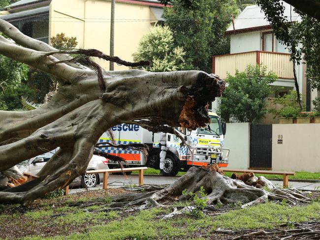 A fallen tree in Rozelle. Picture: Rohan Kelly