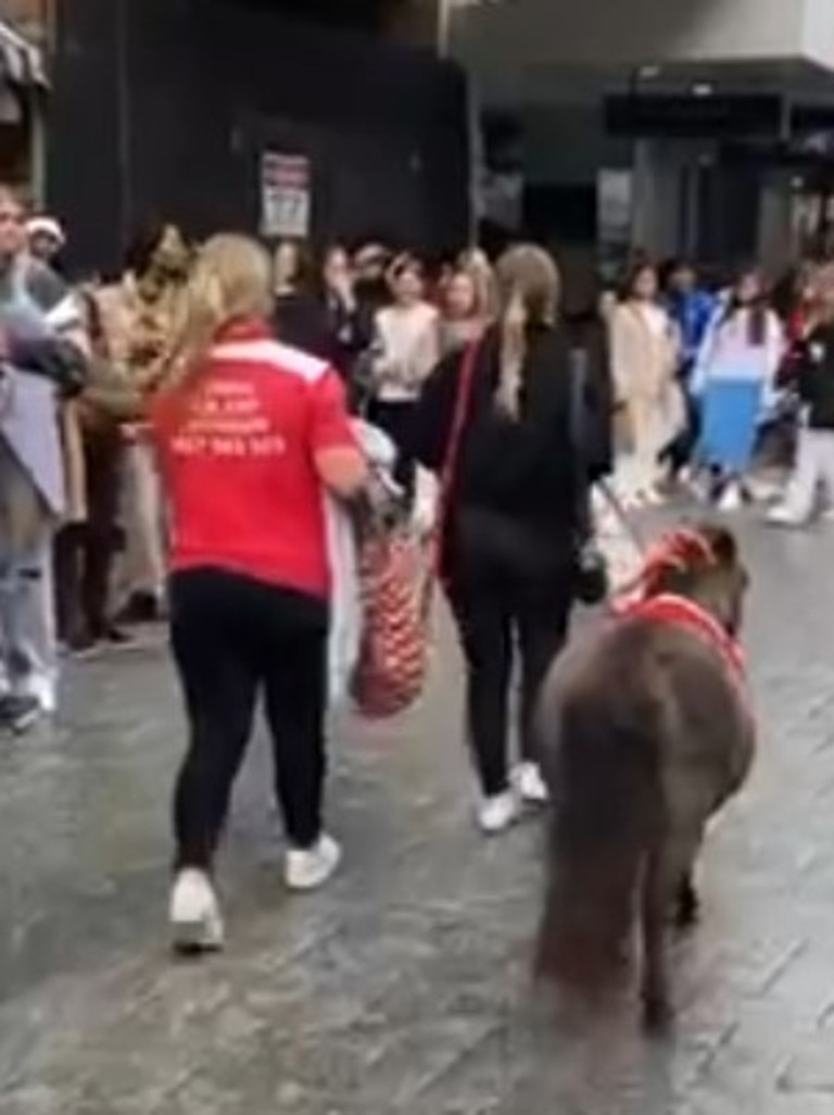 Someone brought a pony to Anna Paul's event in Perth. Picture: TikTok / emily_maeve