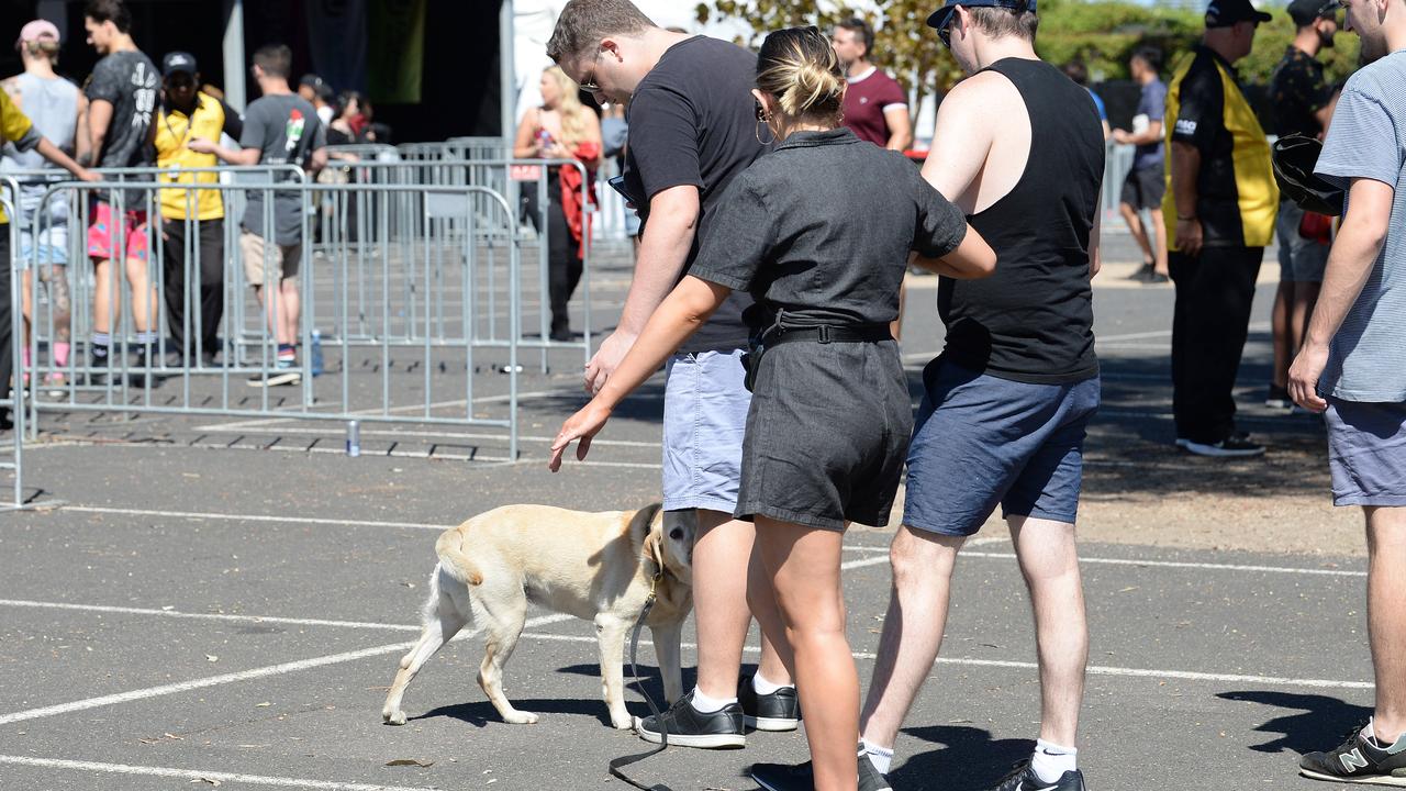 Sniffer dogs are a common sight at music festivals in Sydney.