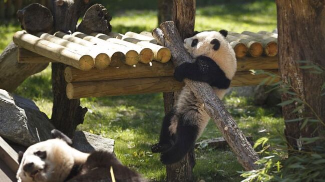 Family Of Giant Pandas Return To China From Spain | NT News