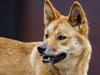 Dingoes sold to Vic families as kelpies, 40 in one house