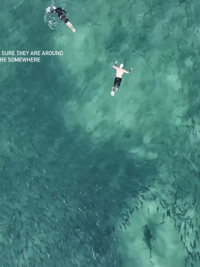 Separate videos showed yet more swimmers relaxing with the sharks. Picture: DroneSharkApp.