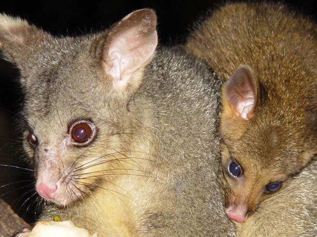 Australian spring. Possums: mother and baby.