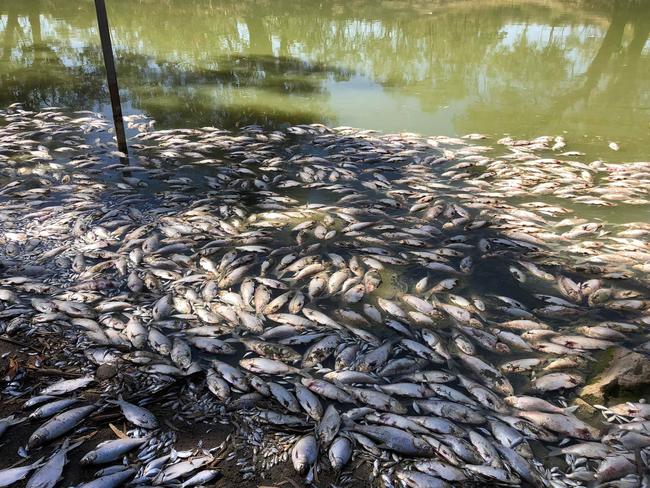 The Menindee fish kills which inspired Melissa Williams-Brown and Bonita Ely’s work. Picture: Facebook