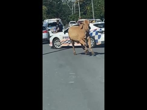Escaped cow leads cops on wild police chase