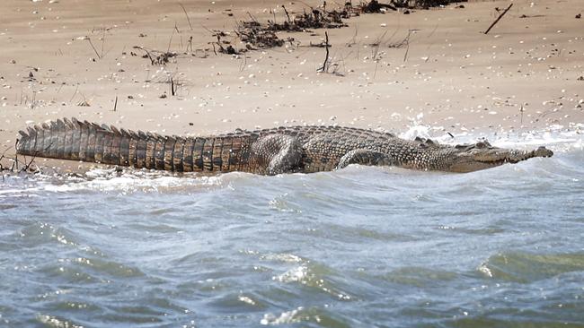 File photo of a saltwater crocodile. Picture: David Caird