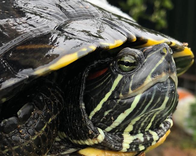 Two alligator snapping turtles were seized from a Milperra backyard, with assistance from Camden police’s rural crime investigator.