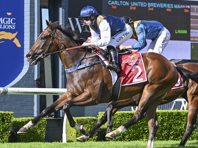 Yes Siree is looking to make it two from two when he heads to Kembla. Picture: Bradley Photos