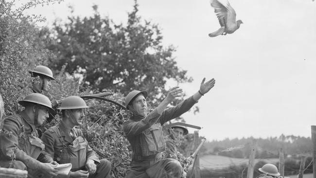 British troops release a carrier pigeoin in 1941. Picture: Imperial War Museum.