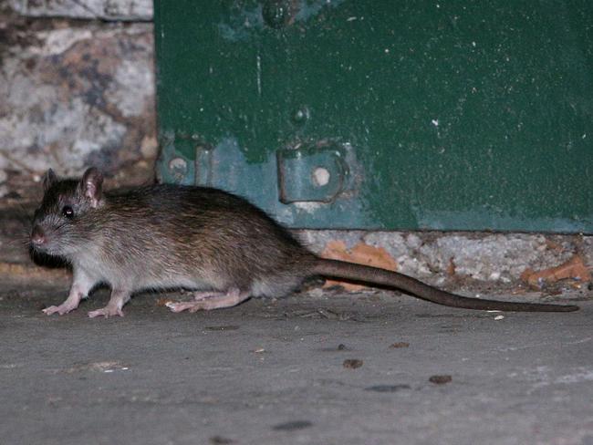 A brown rat in Surry Hills. They can grow to 25cm with a similar length tail. Picture: Richard Dobson.