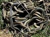 Snake ‘breeding balls’ rife on Coast as season heats up