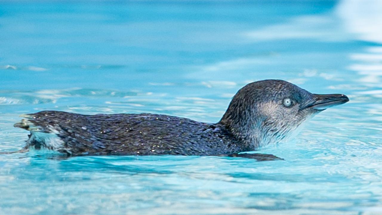 Silver the penguin, age 22, one of the oldest found at beach | Herald Sun