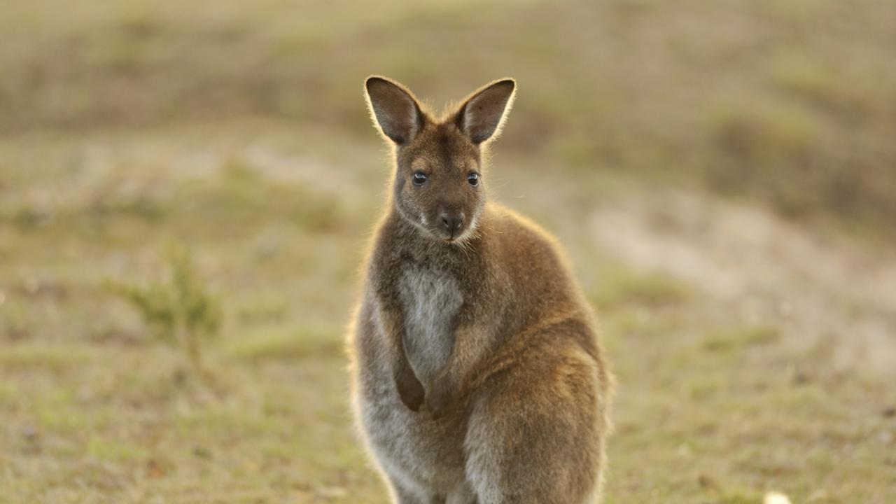 The boy was attacked by two wallabies.