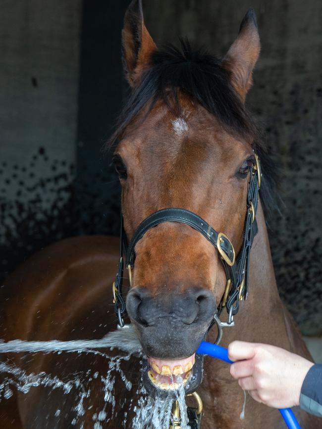 Everest runner Viddora at Lloyd Kennewell's Caulfield stable. Picture: Jay Town