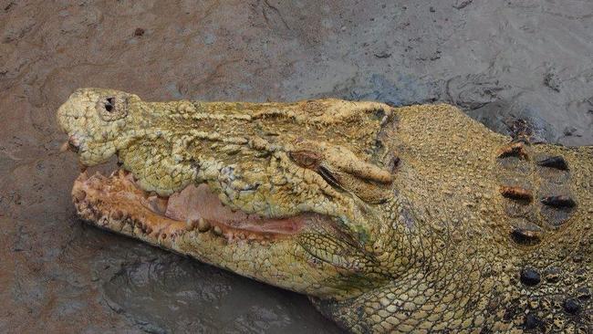 ”Michael Jackson” would frequently fight with other crocodiles because his albino head made him stand out. Picture: Lane Johnson