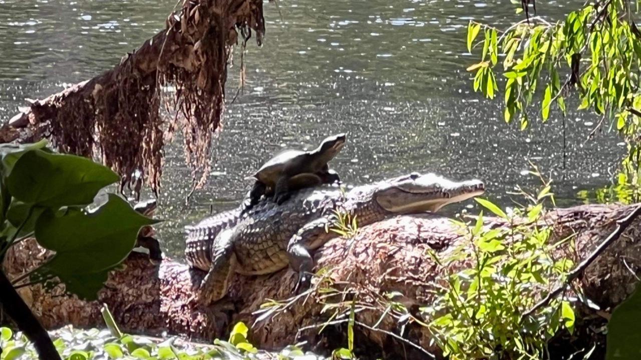 Ross the croc was snapped with a turtle friend on his back beside the Ross River in the Townsville suburb of Douglas, northeast Queensland. Picture: Kane Wiblen