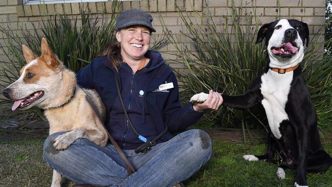 Animal attendant Renee Renshaw with Roger the Australian red heeler and Roxy the Great Dane x American Bulldog mix. Picture: Alan Barber