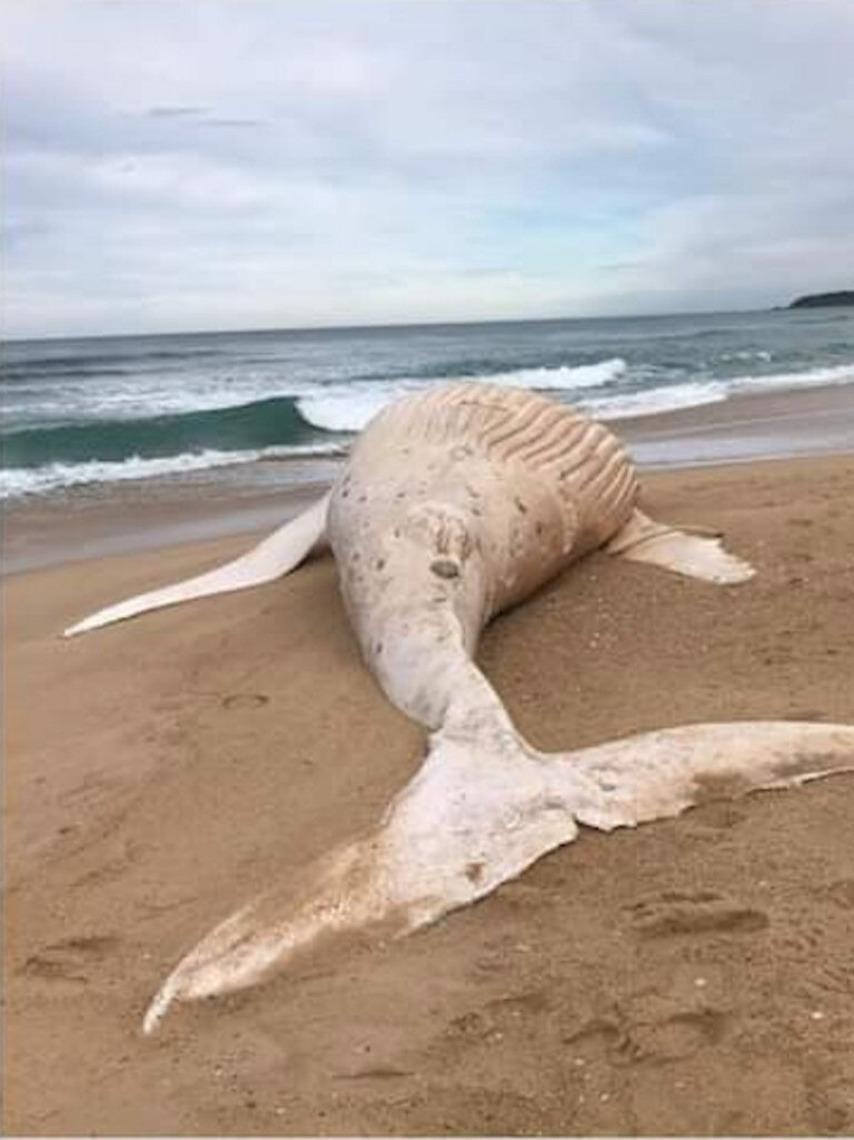 Several white whales, like this one in Victoria, have washed up over the years to spark fears for Migaloo. Picture: Peter Coles
