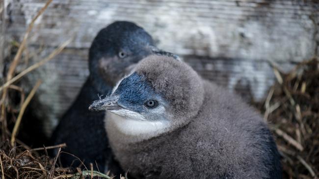 Little penguins at Bicheno