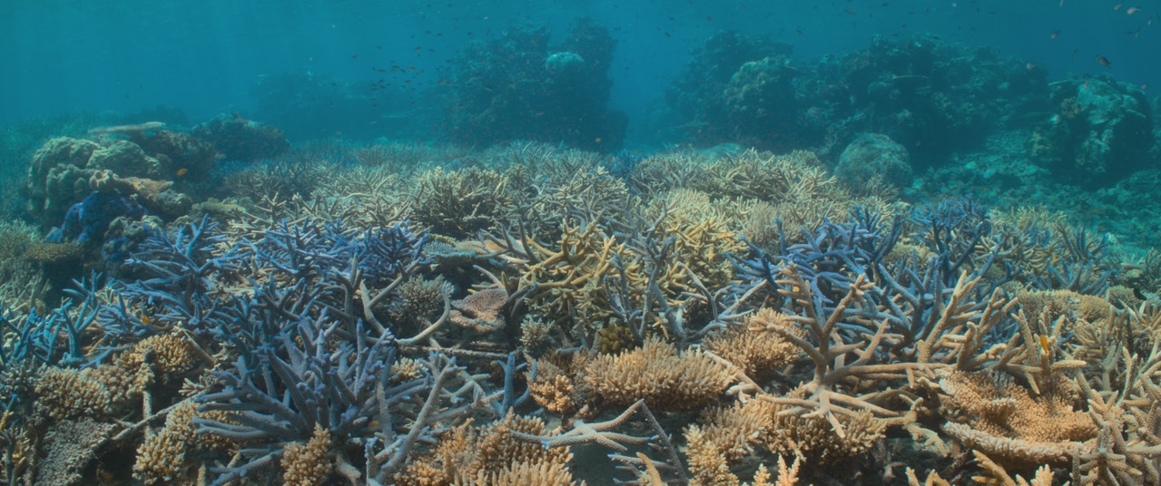Mars ups its sustainability creds with reef program