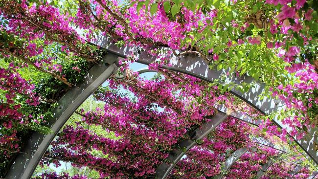 Southbank's iconic bougainvillea-adorned pathway. Picture: contributed