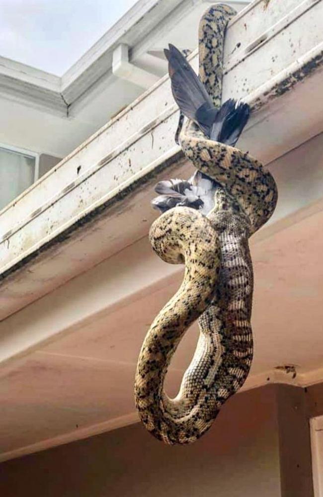 A massive Python removed from a Sunshine Coast home by snake catcher Stuart McKenzie