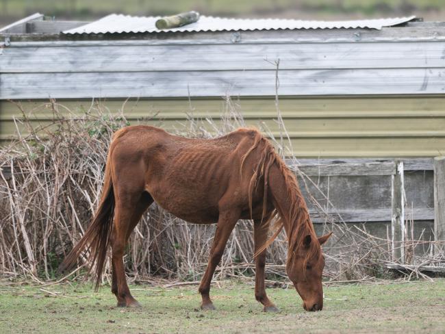 The RSPCA would be forced to stop investigating reports of cruelty toward horses. Picture: Tony Gough