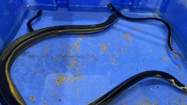 Never seen it before - Venomous sea snake’s surprise for vet staff