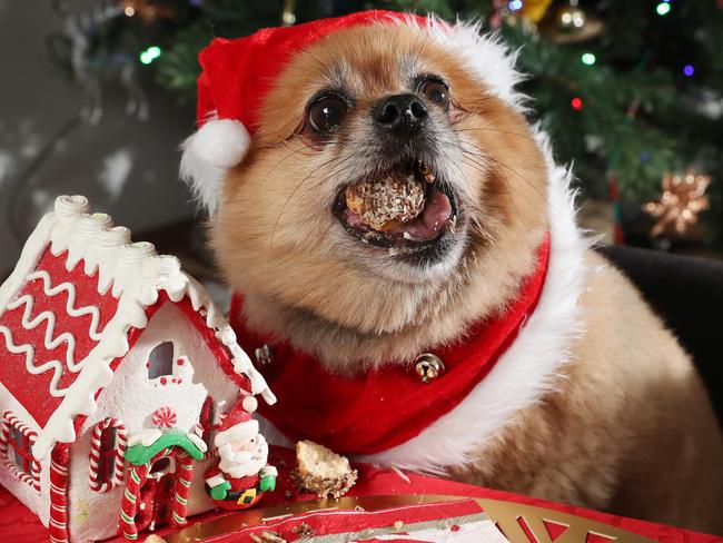 Kirby the pomeranian enjoying a Christmas feast. Picture: Liam Kidston