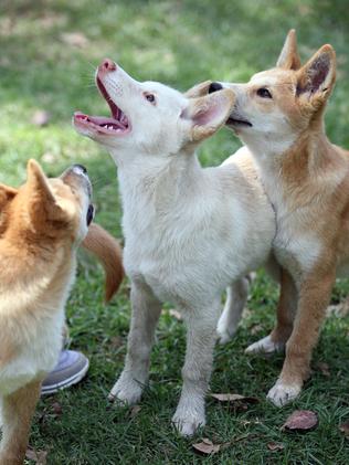 White dingo store puppies for sale