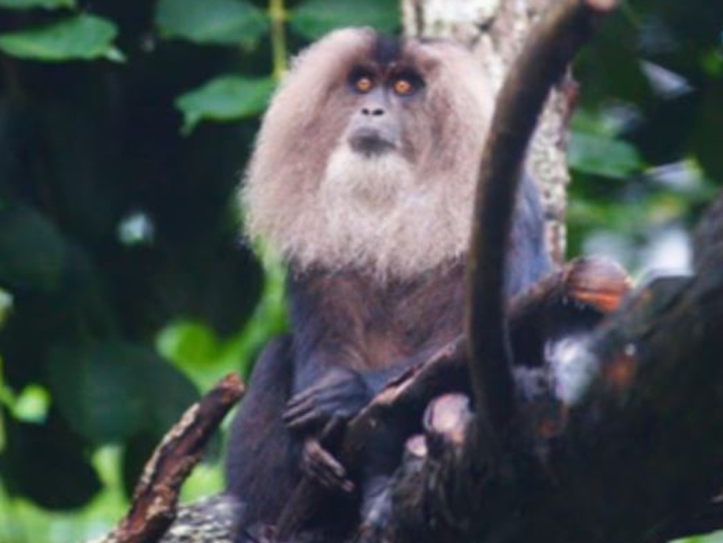 Lhasa (pictured) was found dead last weekend by zoo keepers. Picture: Rockhampton Zoo