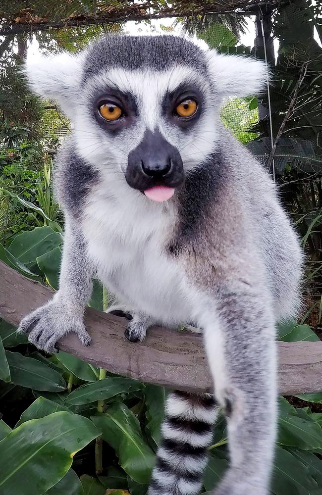 It's never polite to poke tongues out, even for a cheeky Lemur. Picture: David Caird