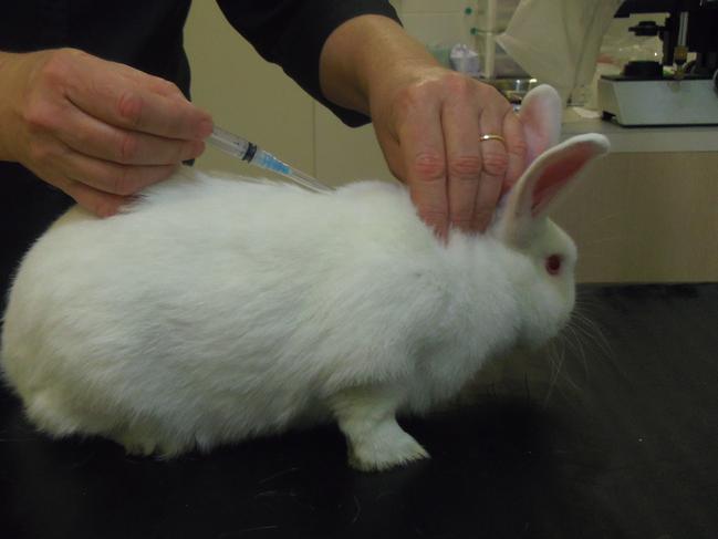 Domestic rabbit owner need to get their pets vaccinated.