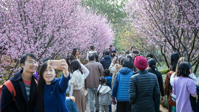 The cherry blossom, also known as the sakura, is the national flower of Japan. Picture: Christian Gilles