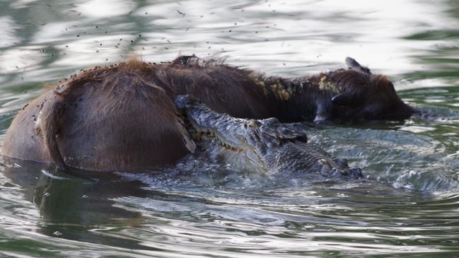 Robert Bickerton witnessed a baby buffalo being eaten by a crocodile in the Daly River. Picture: Robert Bickerton