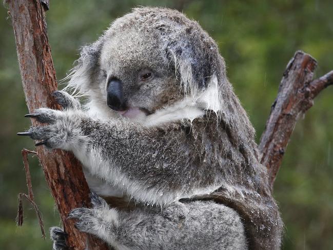 Heavy rain soaks Melbourne causing flash flooding. A bad hair day for koalas as Audrey the southern koala cops a drenching at Healesville Sanctuary.                Picture: David Caird